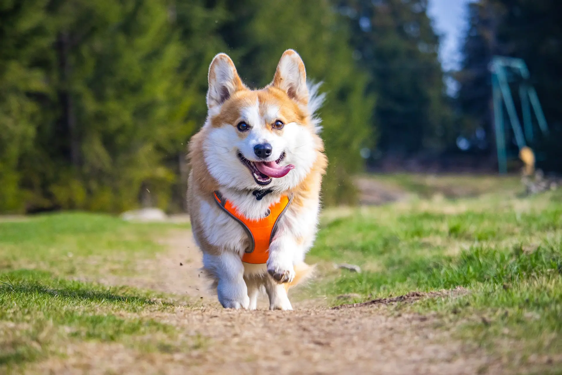 verschiedene Arten von Hundegeschirren